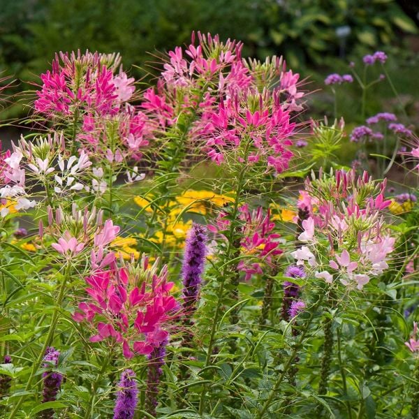 Cleome White Flower Farm