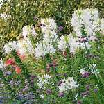  Cleome hassleriana 'White Queen'