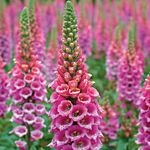 Foxglove