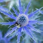 Eryngium