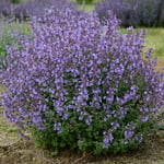 Catmint