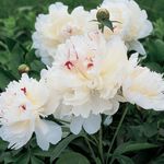 Zone 5 Perennials