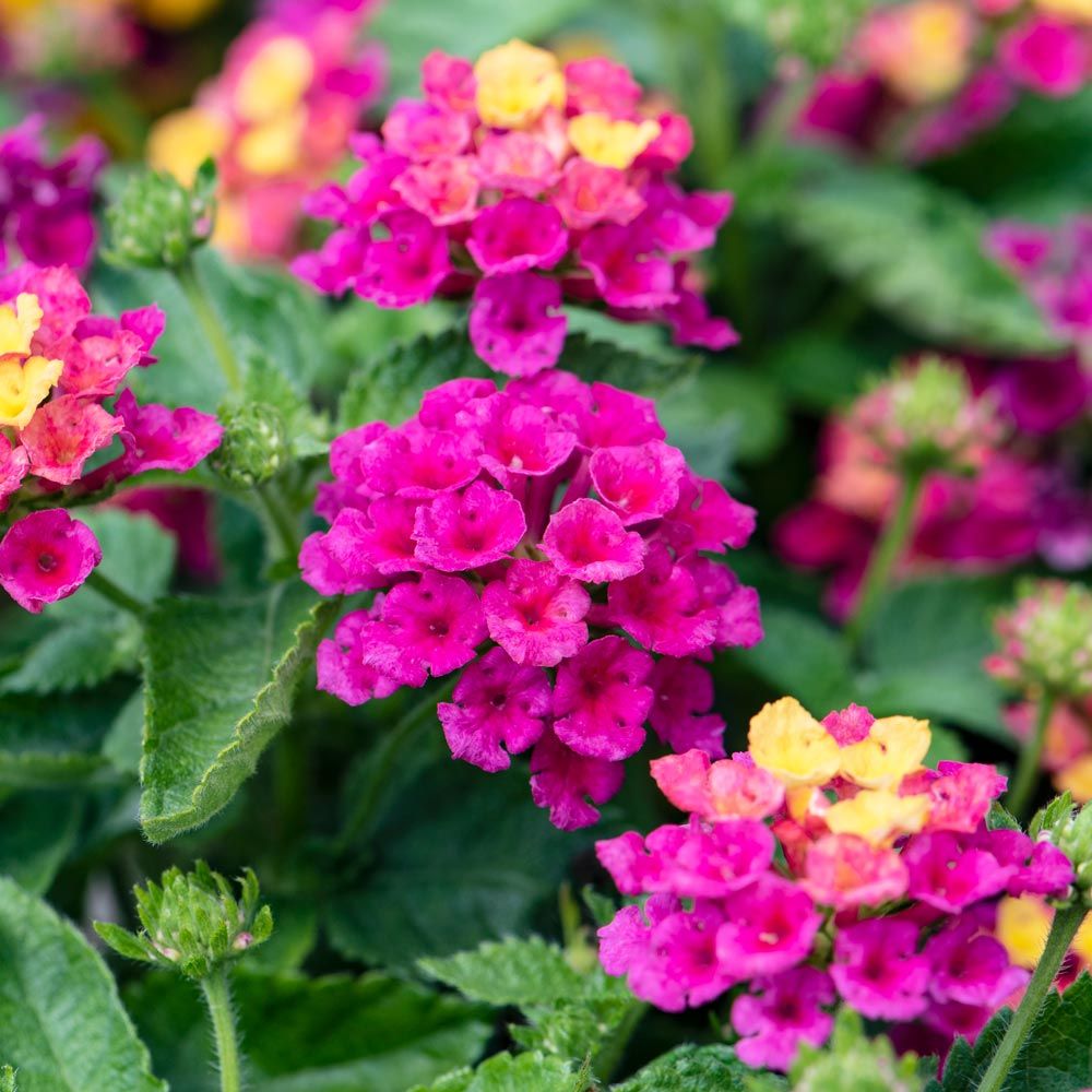 Lantana White Flower Farm