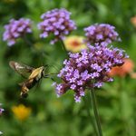 Verbena