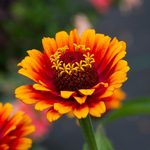 Zinnia