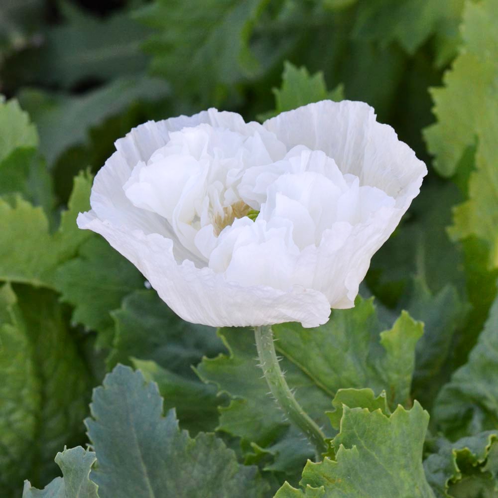 Papaver paeoniflorum 'White Cloud'