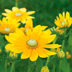 Annuals for Sun