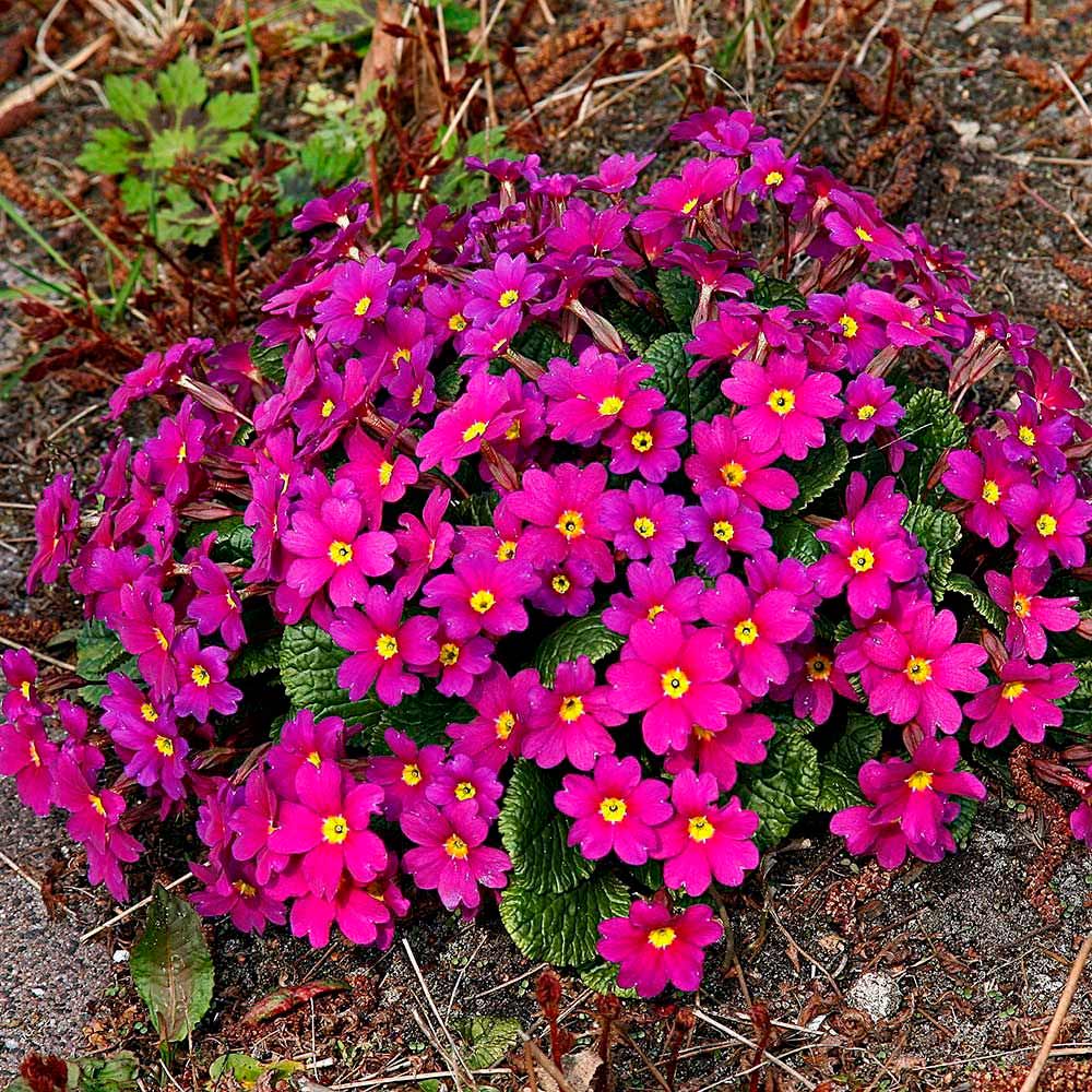 Primrose garden discount