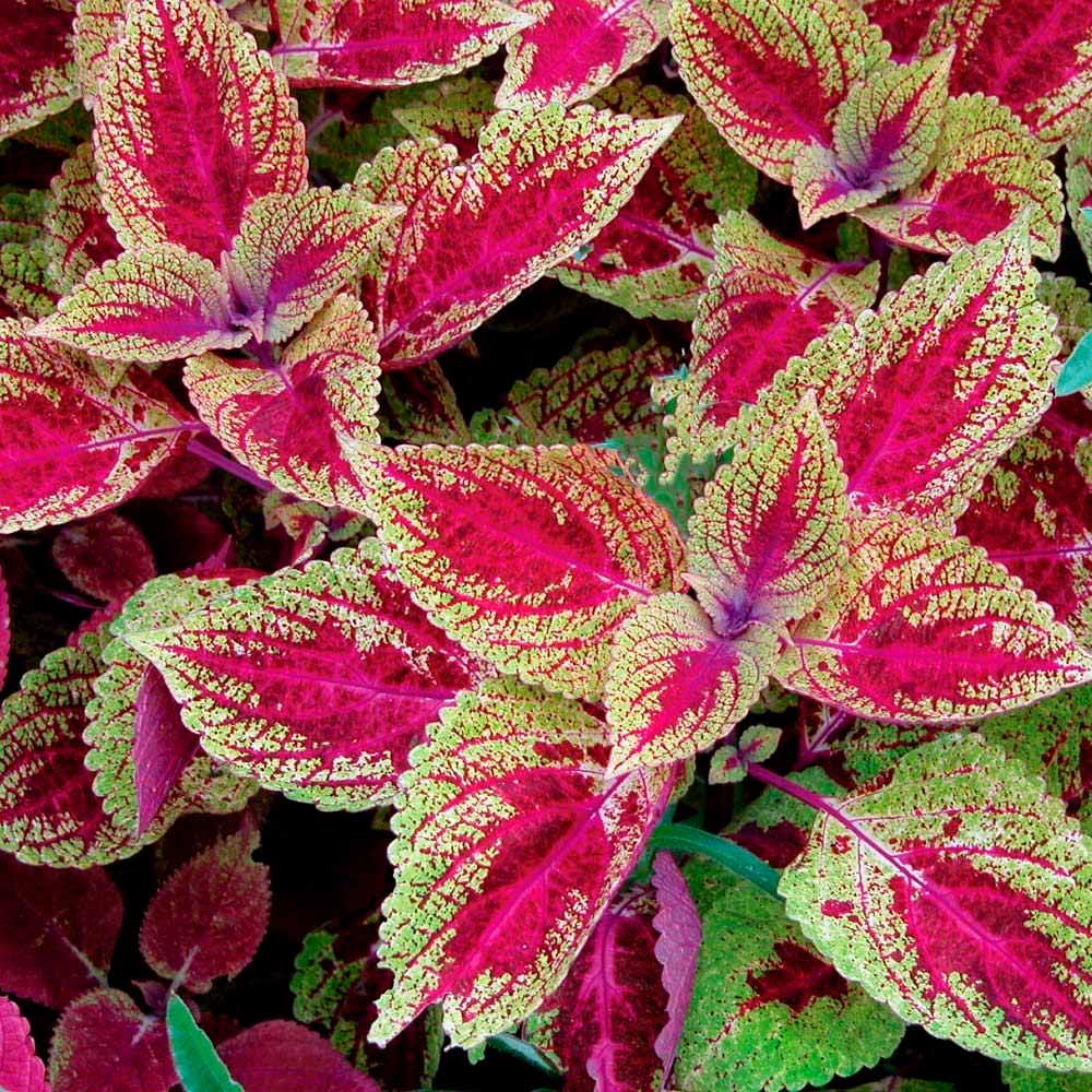 Part Shade Annuals Zone 5