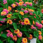  Lantana camara Landmark™ Rose Sunrise