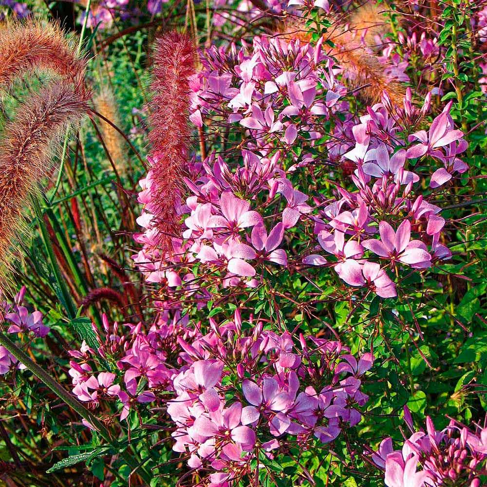 Proven Winners® Annuals