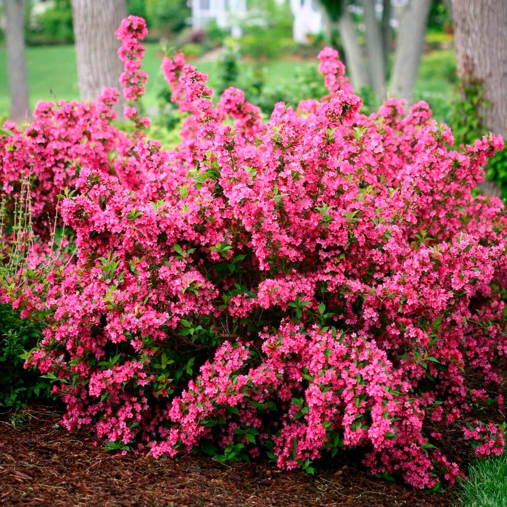 Image of Weigela florida 'Coral Bells' flower