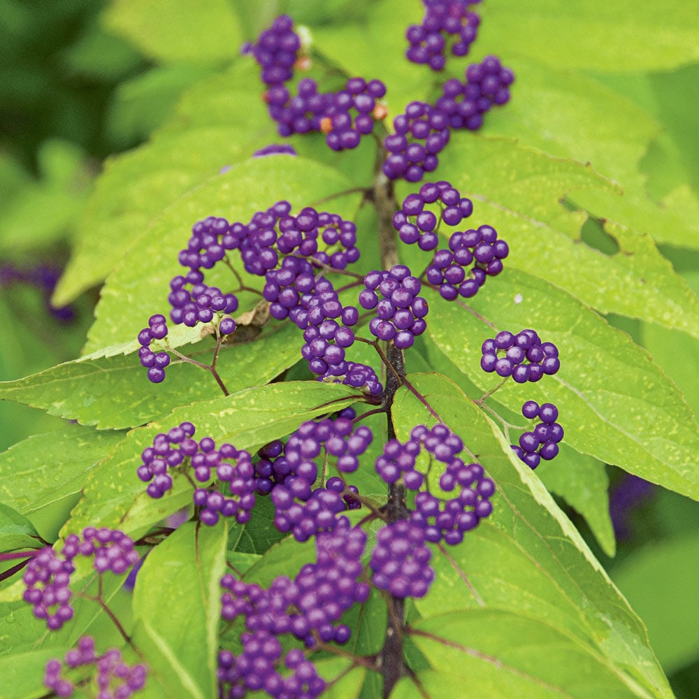 Callicarpa dichotoma 'Early Amethyst'