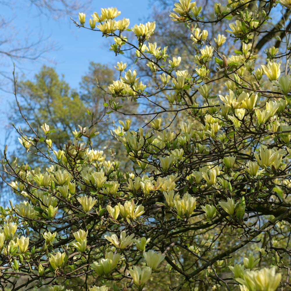 Magnolia 'Butterflies'