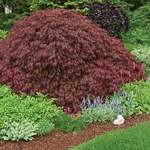  Acer palmatum var. dissectum 'Crimson Queen'