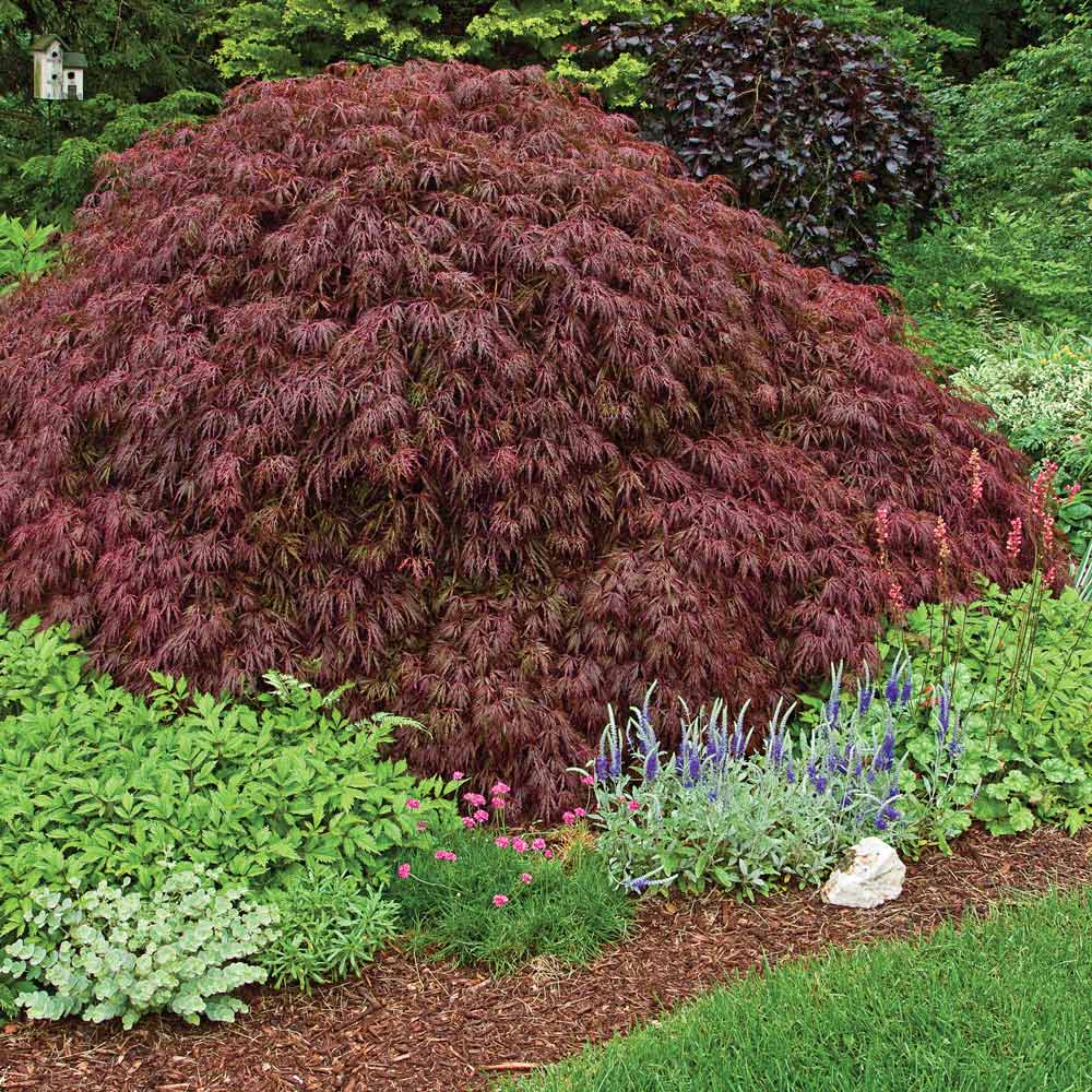 Acer palmatum var. dissectum 'Crimson Queen'