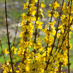 Forsythia