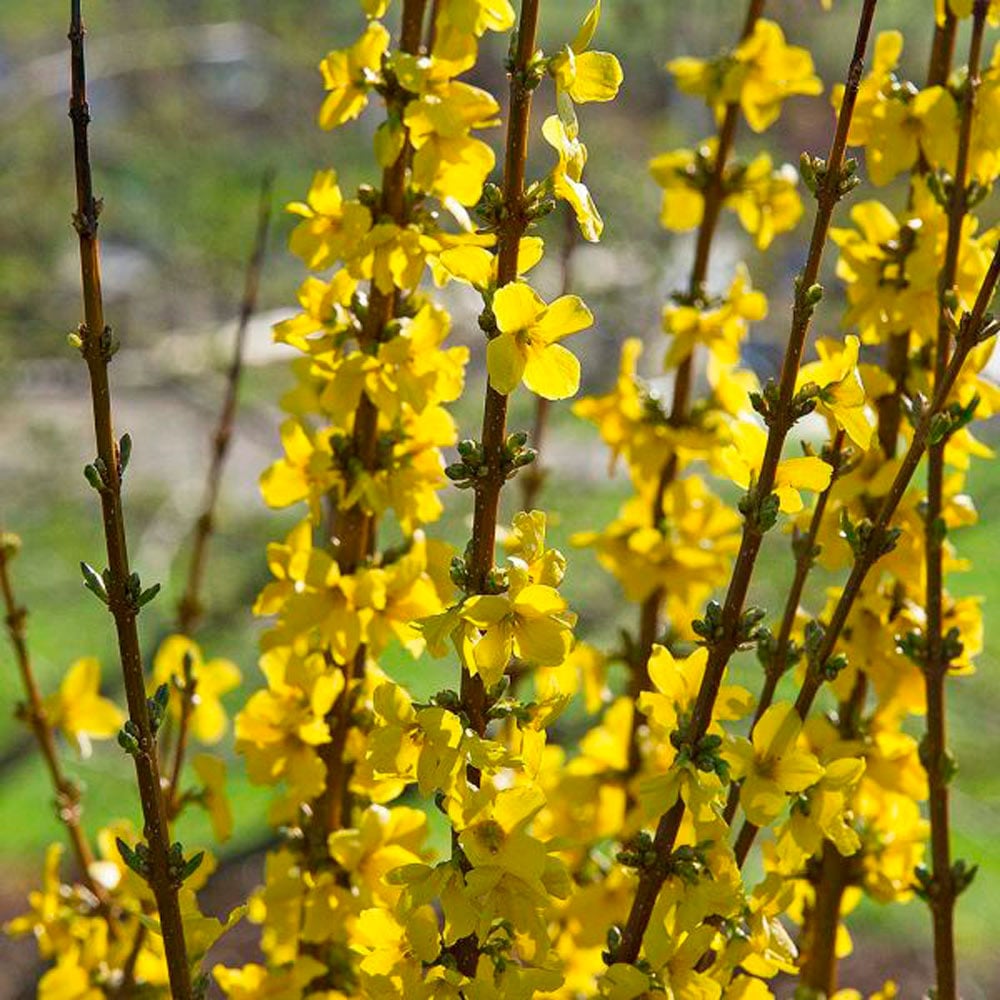 Forsythia