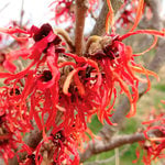 Witch Hazel