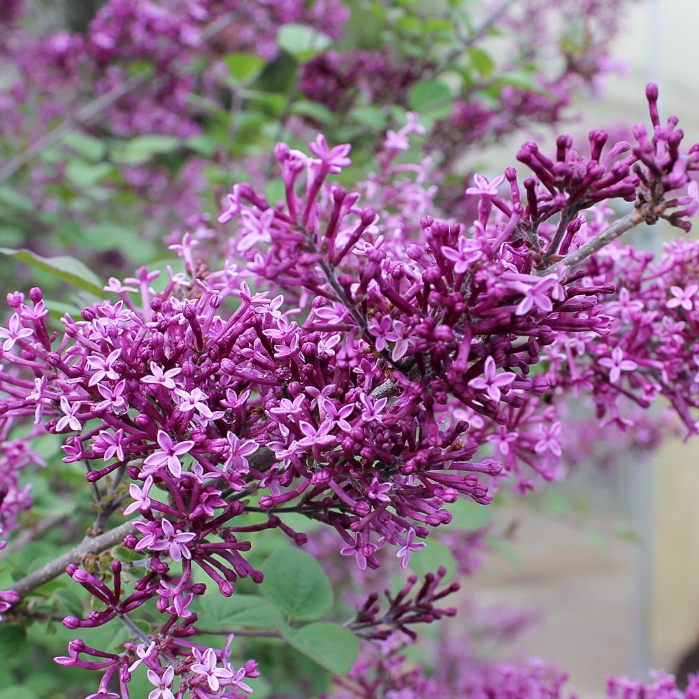 Syringa Bloomerang® Dark Purple