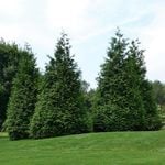 Thuja