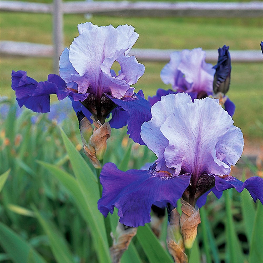 Iris germanica 'Best Bet' - Reblooming