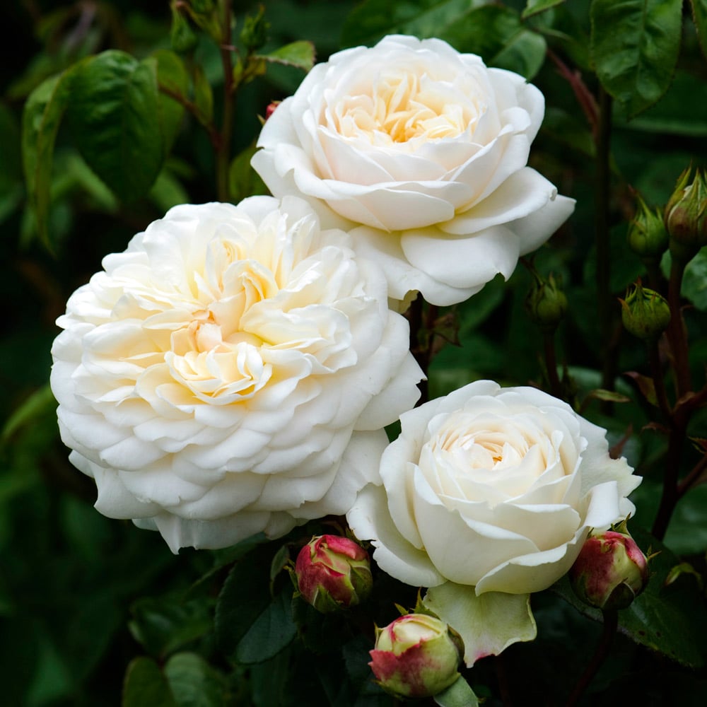 Rose Tranquility™