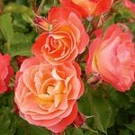 Easy Elegance® Roses