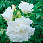 Rugosa Roses