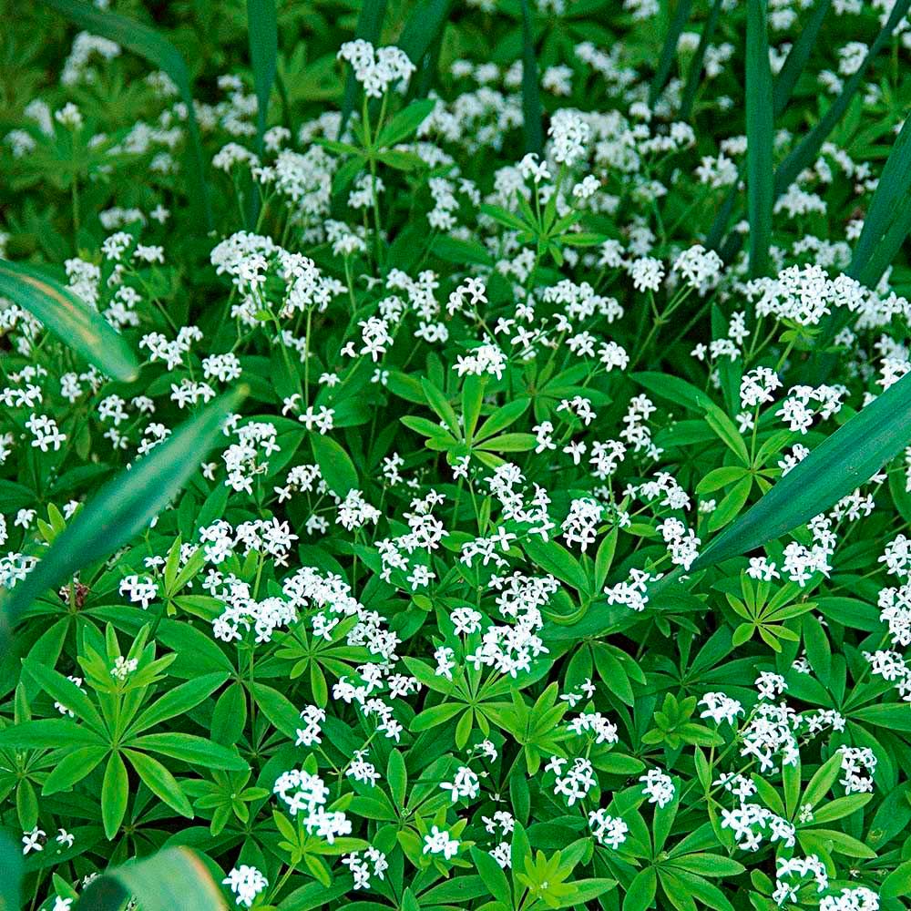 Ground Covers for Shade White Flower Farm