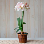  Amaryllis 'Aquaro,' one bulb in woven basket