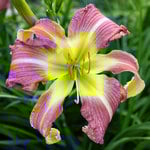  Hemerocallis (Daylily) 'Carmen Renee'