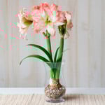 Amaryllis 'Aphrodite'  Amaryllis 'Aphrodite'