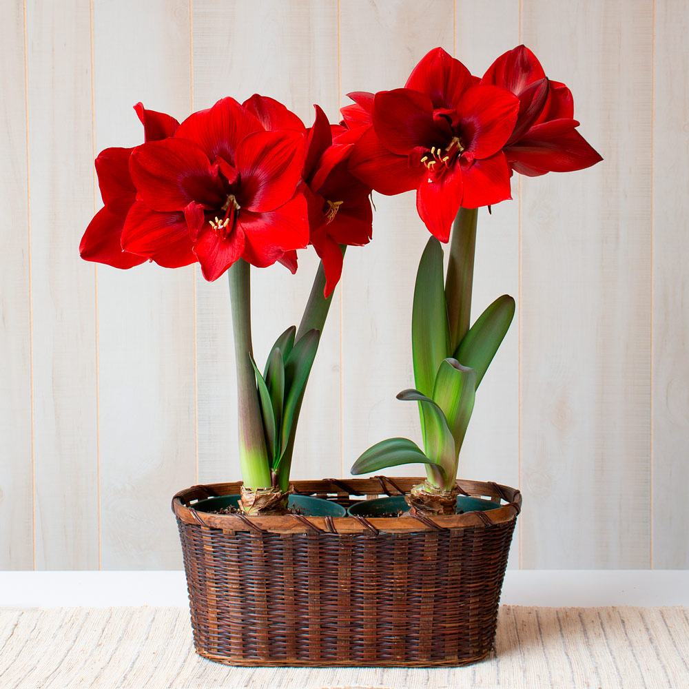 Amaryllis 'Red Cream,' two nursery pots in woven basket