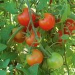 Hybrid Tomatoes