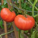Late-Season Tomatoes