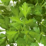 Herbs