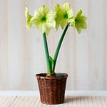  Amaryllis 'Fantasy Dream,' one bulb in woven basket