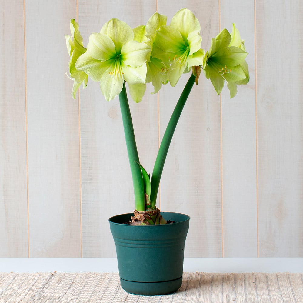 Amaryllis 'Fantasy Dream'