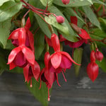  Fuchsia 'Marinka'