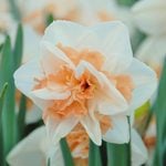 Double-Flowered Daffodils