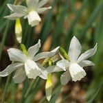 Heirloom Daffodils