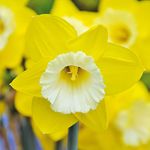 Large-Cupped Daffodils