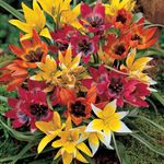 Species Tulips