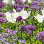 Bulb Collections & Mixes