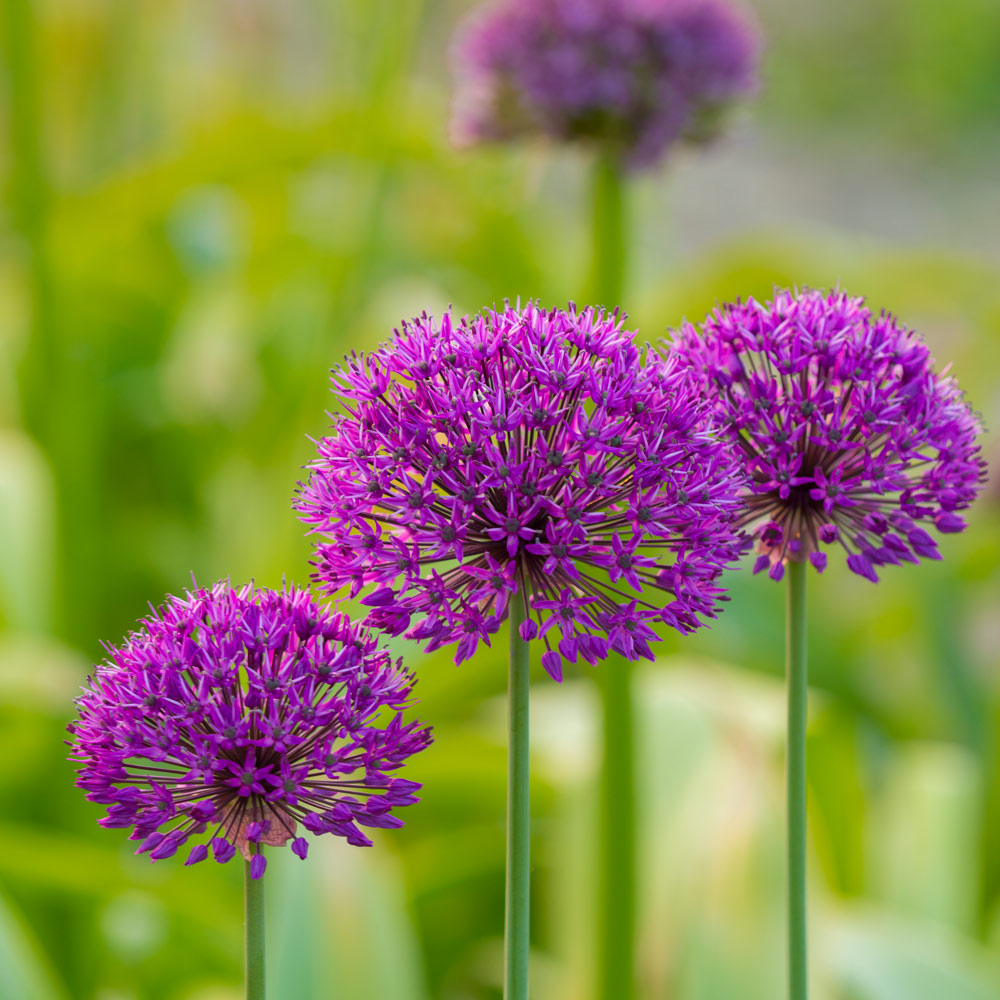 Allium 'Purple Sensation' White Flower Farm