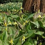 Erythronium