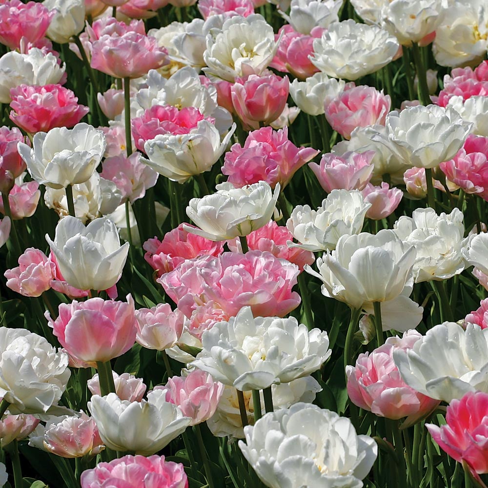 Ambrosia Double Tulip Collection