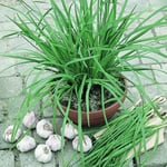 Chives 'Geisha'