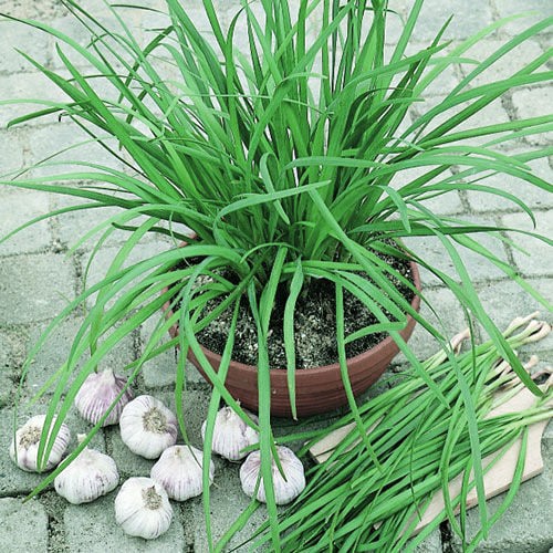 Chives 'Geisha'